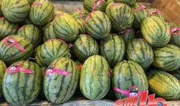 聊城大瓜爆料视频最新,揭秘惊人内幕，真相令人震惊！