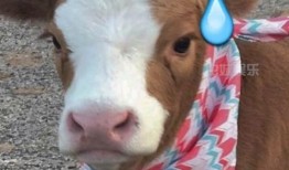 娱乐吃瓜酱飞鱼