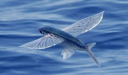 娱乐吃瓜酱飞鱼