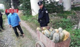 魏县网红吃瓜事件视频最新,一场网络狂欢背后的真相揭秘