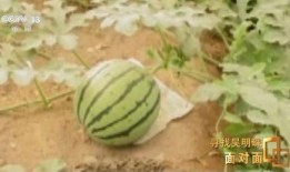 全国免费吃瓜网站有哪些