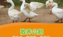 网红大鹅吃瓜图片,萌态十足引网友热议