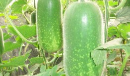 吃瓜网红故事简介图片